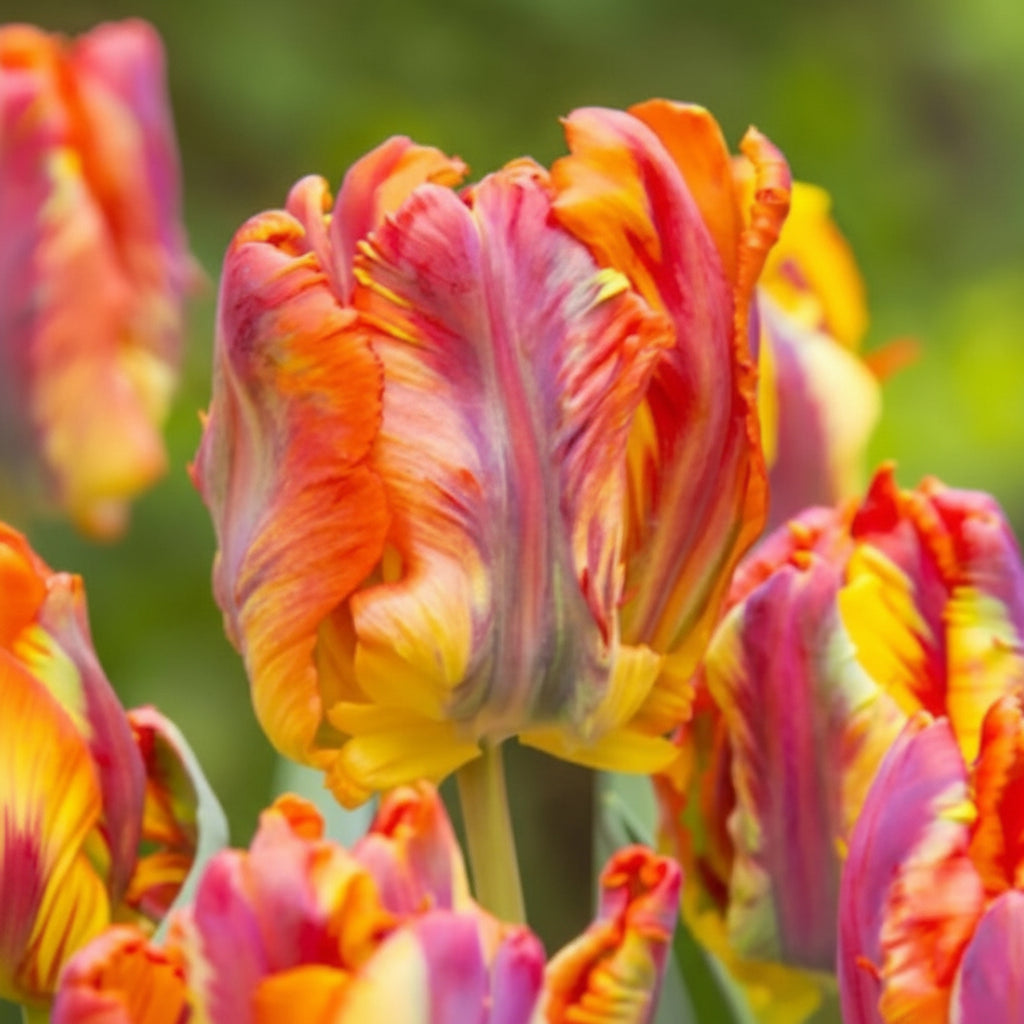 Bulbi lalele Rasta Parrot – soi papagal spectaculos, cu petale ondulate în nuanțe vibrante de roșu, galben și verde. Înflorire impresionantă primăvara.