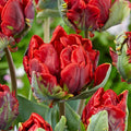 Bulbi_lalele_Rococo_Double_1 - Fitza Florilor