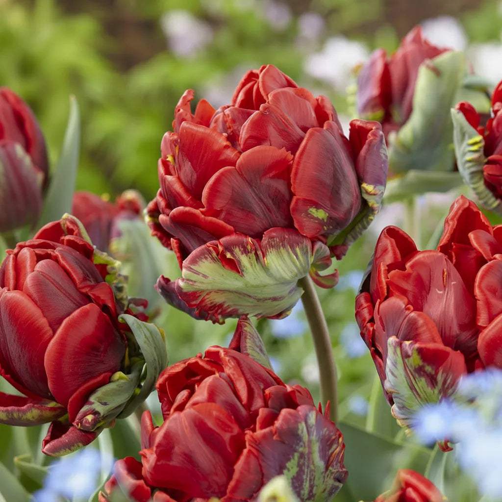 Bulbi_lalele_Rococo_Double_2 - Fitza Florilor