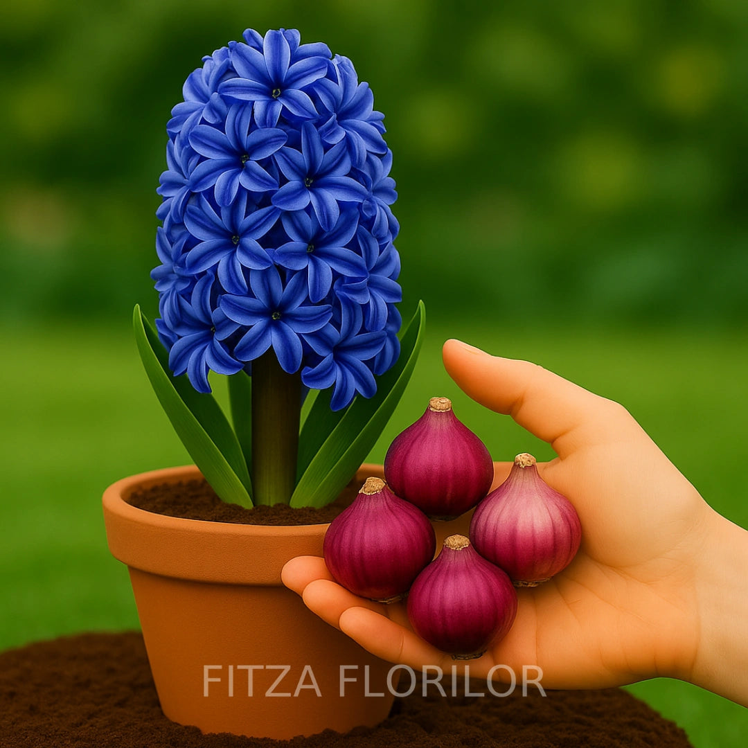 Bulbi zambile Blue Trophy