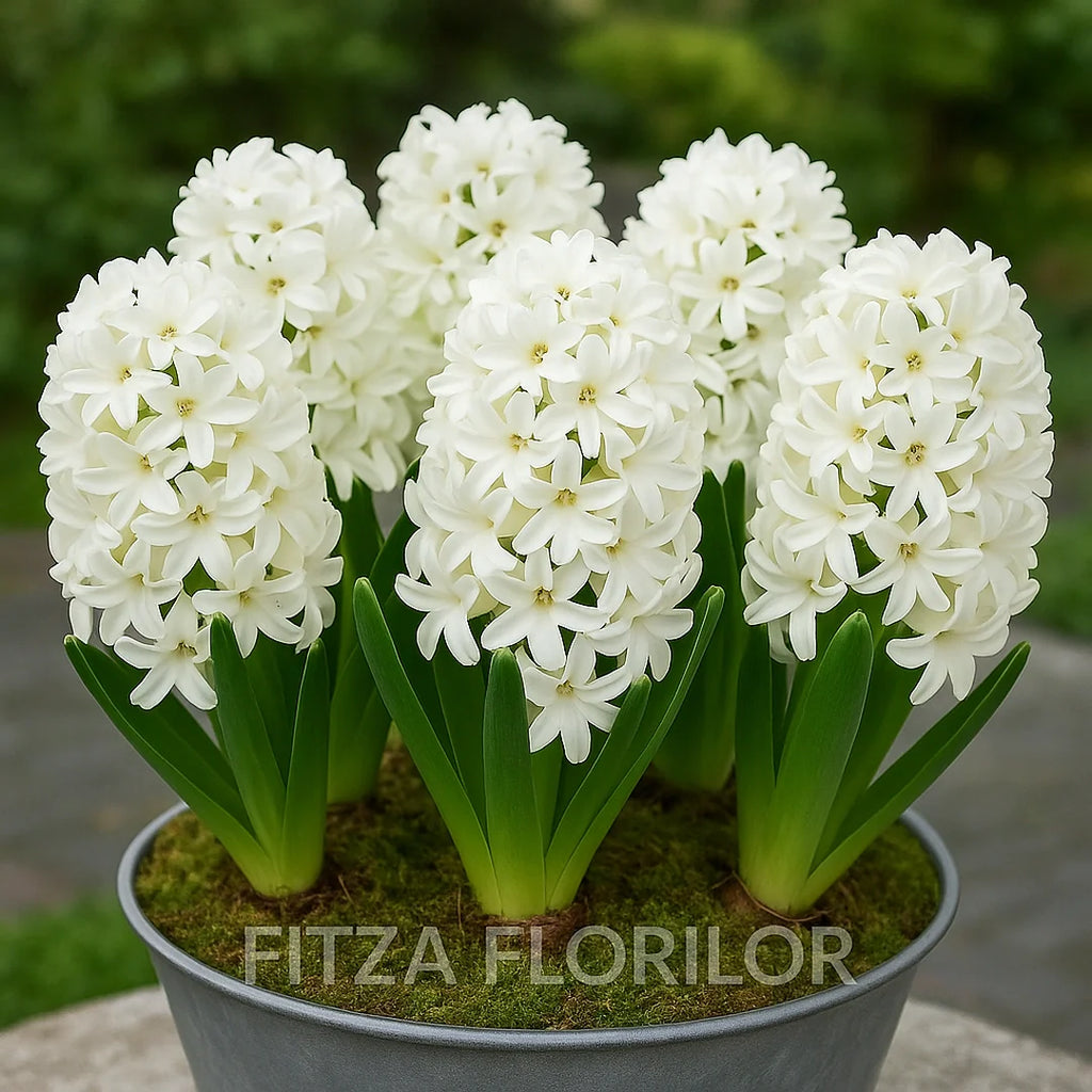 Bulbi zambile Carnegie2