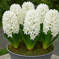 Bulbi_zambile_Carnegie2 - Fitza Florilor