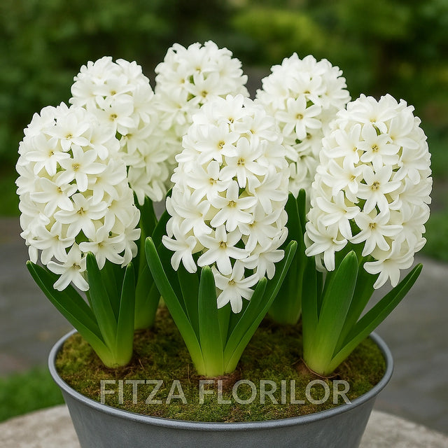 Bulbi zambile Carnegie2