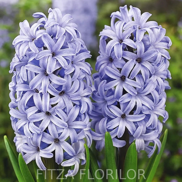 Bulbi zambile Chicago1