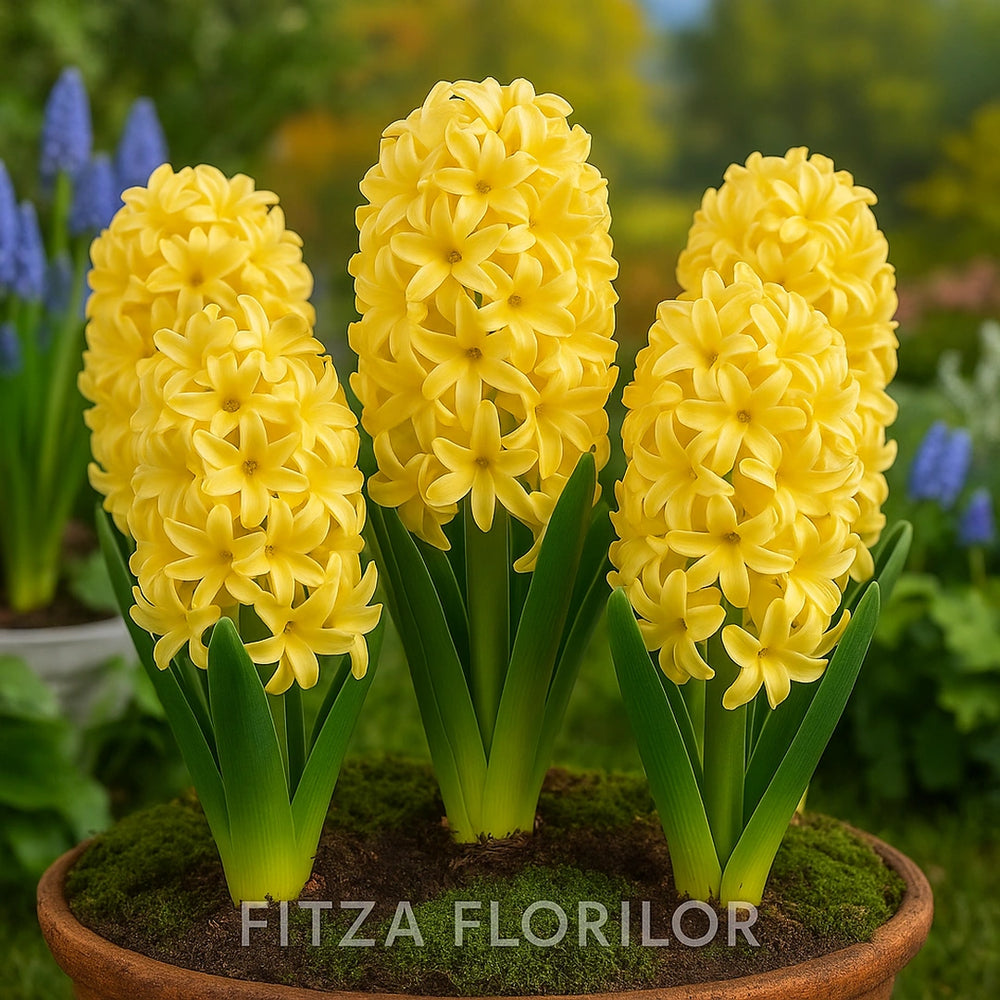 Bulbi zambile City of Haarlem1