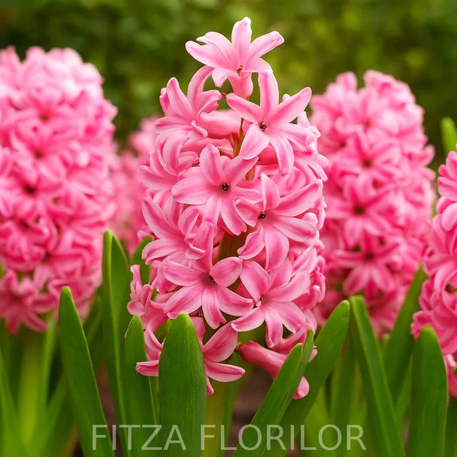 Bulbi zambile Double Pink1