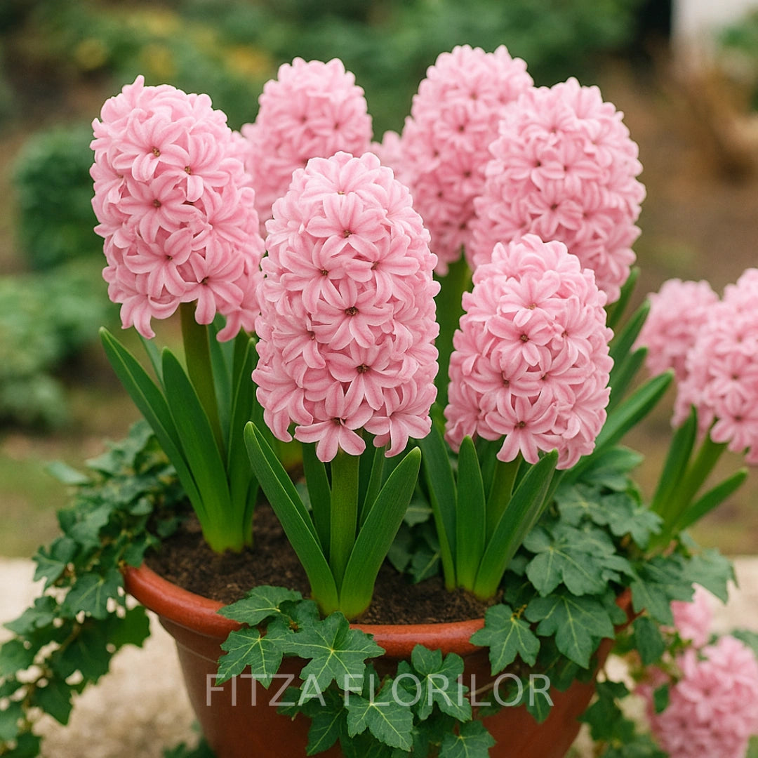 Bulbi zambile Fondant 