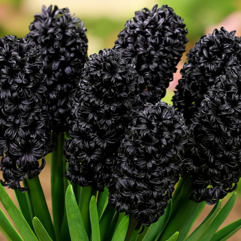 Bulbi zambile Midnight Mystique1