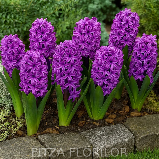 Bulbi zambile Miss Saigon1