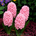 Bulbi_zambile_Prince_of_Love1 - Fitza Florilor