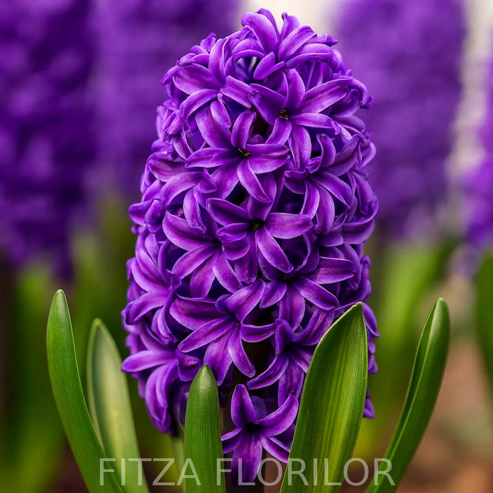 Bulbi zambile Purple Sensation1