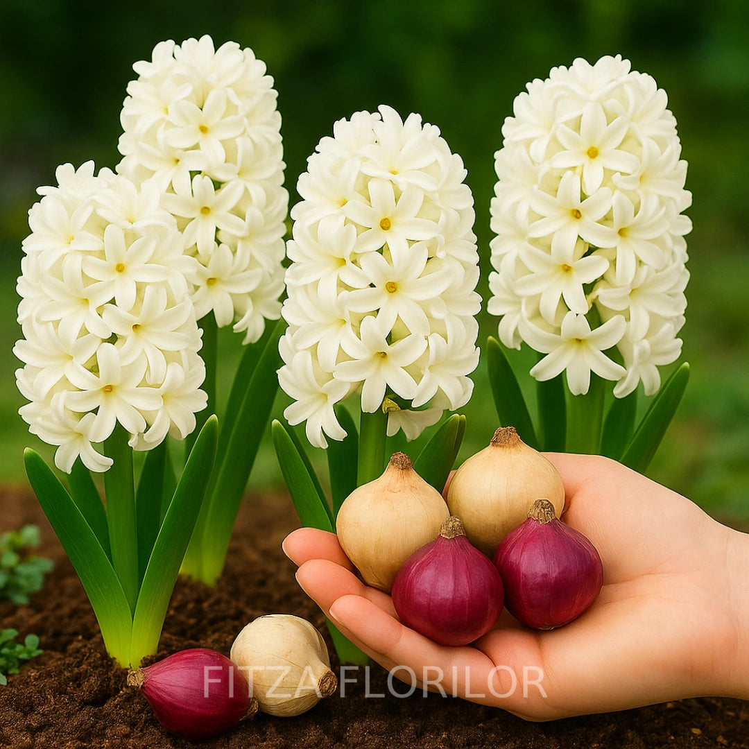 Bulbi zambile White Pearl 