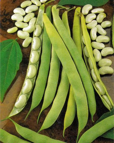 Semințe de Fasole Oloagă "Cannellino" , 500g