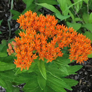 Asclepias Tuberosa (Iarba Fluturilor), 1 bucata