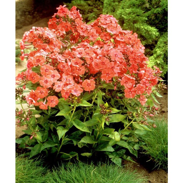 Bulbi de Phlox "Orange Perfection" (Brumarele), 1 Bucata