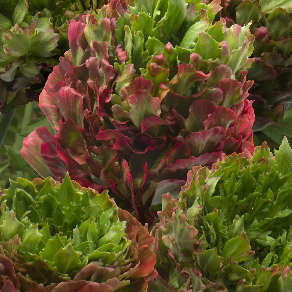 Bulbi de Ranunculus - Crown Bastille - 5 buc