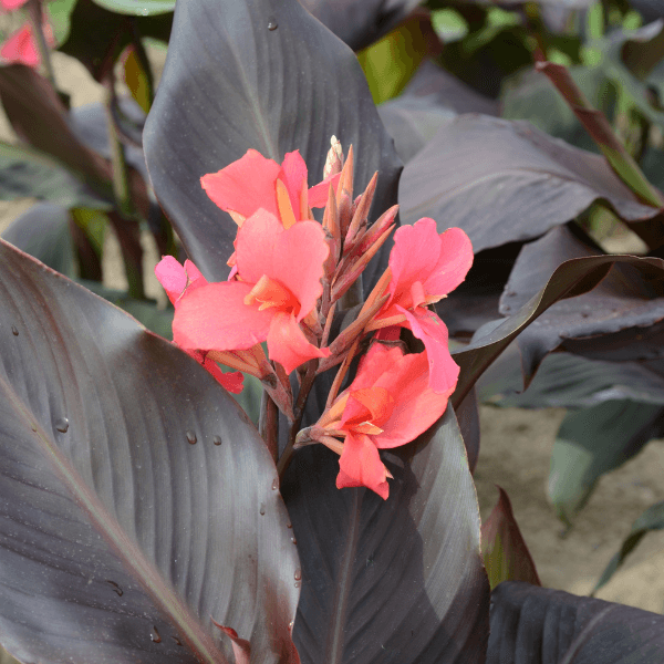 CANNA_HAUT_FEUILLAGE_POURPRE_SALADIN_012_A-_web_469fefd5-a299-42dc-b8a9-8310f806576e - Fitza Florilor