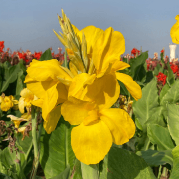 CANNA_HAUT_FEUILLAGE_VERT_PANAMA_A_3_-_web_s_f284c16e-c48c-406e-bf15-4677e01ddcdd - Fitza Florilor