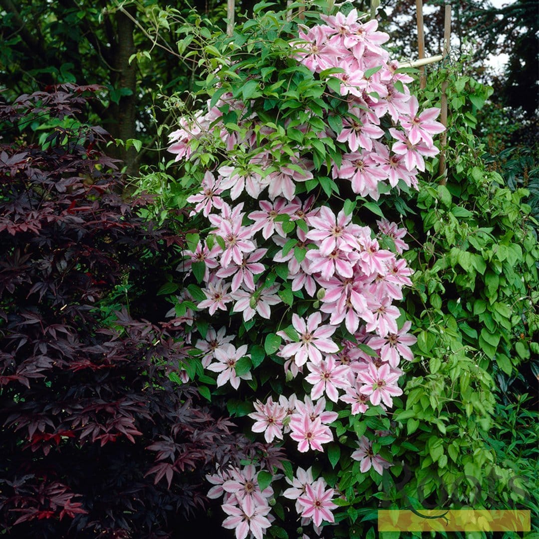 Clematis "Nelly Moser" la Ghiveci, 1 Bucata