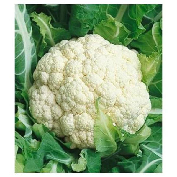 Semințe de Conopidă "Snowball" , 1g