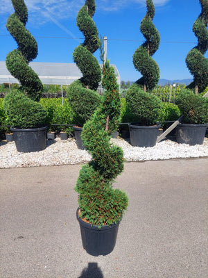 Chiparos Leylandii Auriu Spirala, 180cm, la Ghiveci de 35L, 1 Bucata