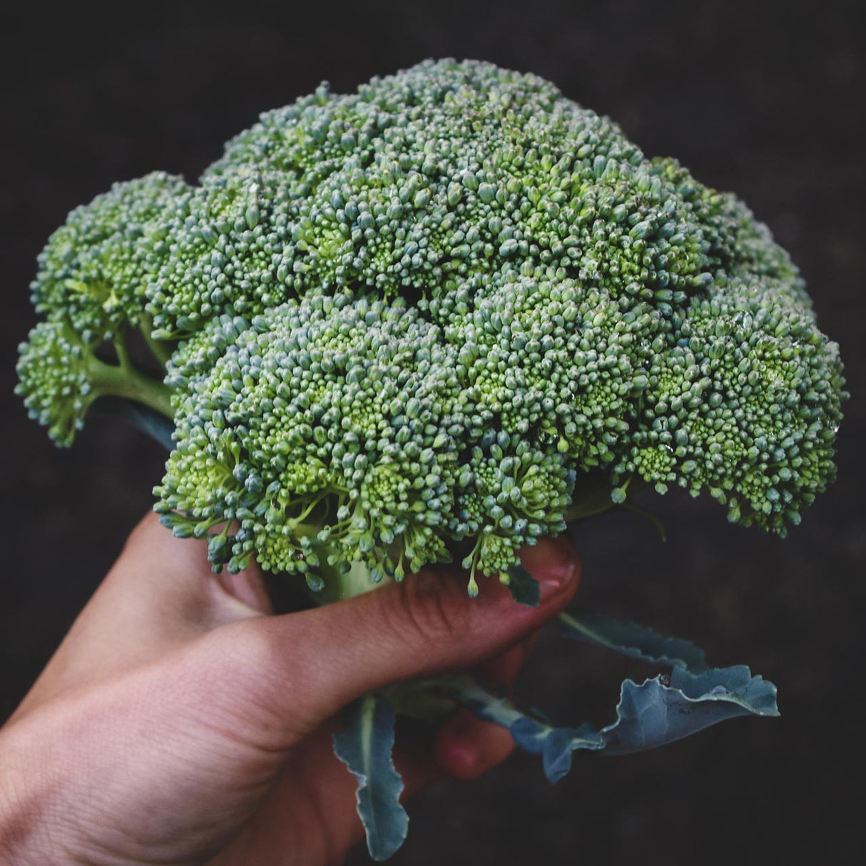 Seminte de Broccoli "Ramoso Calabrese"