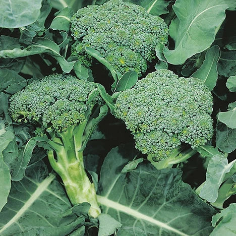 Semințe de Broccoli "Ramoso Calabrese" , 5g