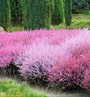 Calluna,1 Bucata