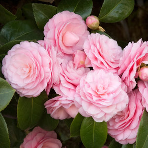 Camellia "Japonica", Roz, la Ghiveci de 3L, 1 Bucata