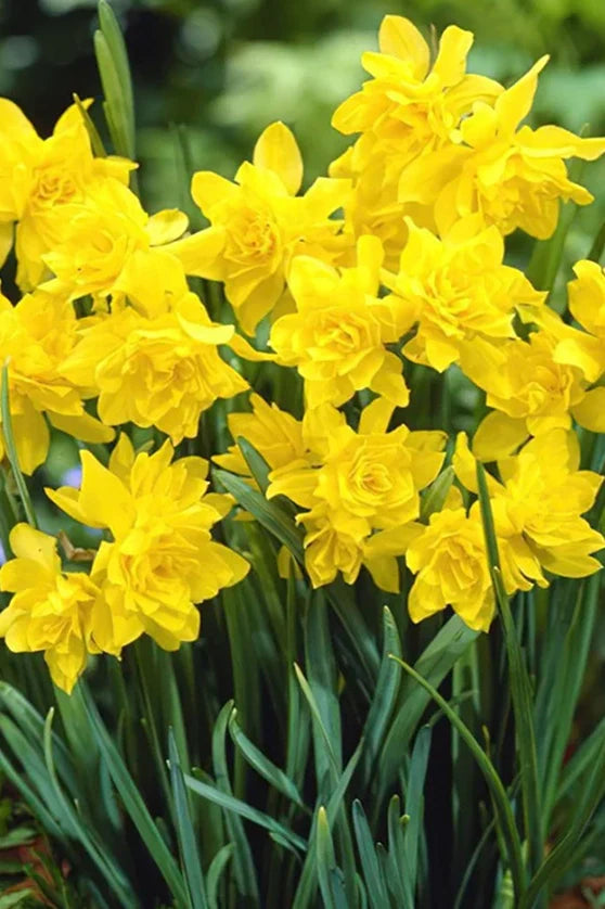 Bulbi Narcise Pachet Mix 10 buc