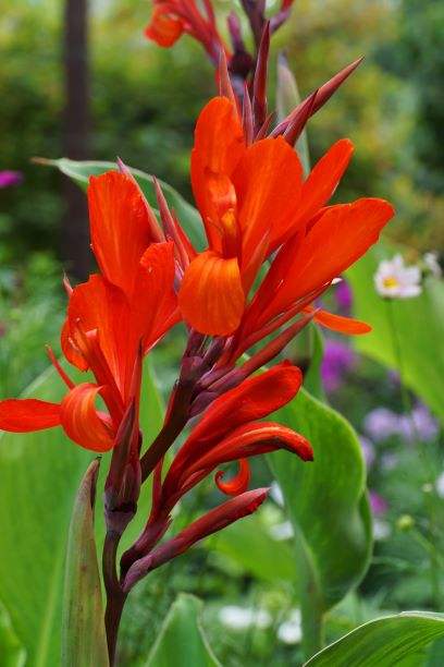Canna-Brilliant_c083486e-bf46-4cf0-ac3b-f10df7b807e2 - Fitza Florilor