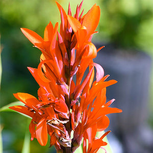 Bulbi de Canna "Marabout", 1 Bucata