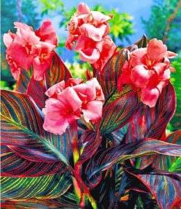 Canna-Pink-sunburst-260x300_4bb0816c-3fa4-468c-b69c-66a2c1629fd2 - Fitza Florilor