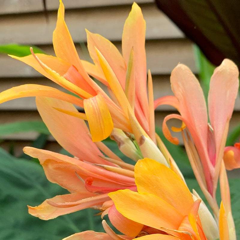 Canna-Stuttgart-flowers_86f8dbd9-d205-4d62-8a0e-0c872771147e - Fitza Florilor