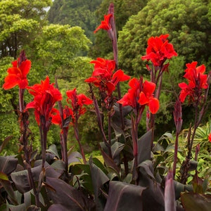 Bulbi de Canna "Black Knight", 1 Bucata