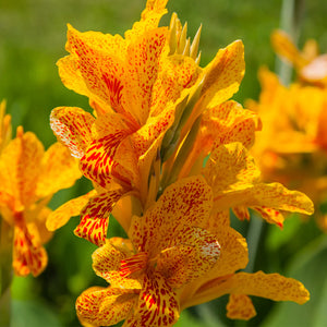 Bulbi de Canna "Picasso Mutant Geel", Galben, 1 Bucata