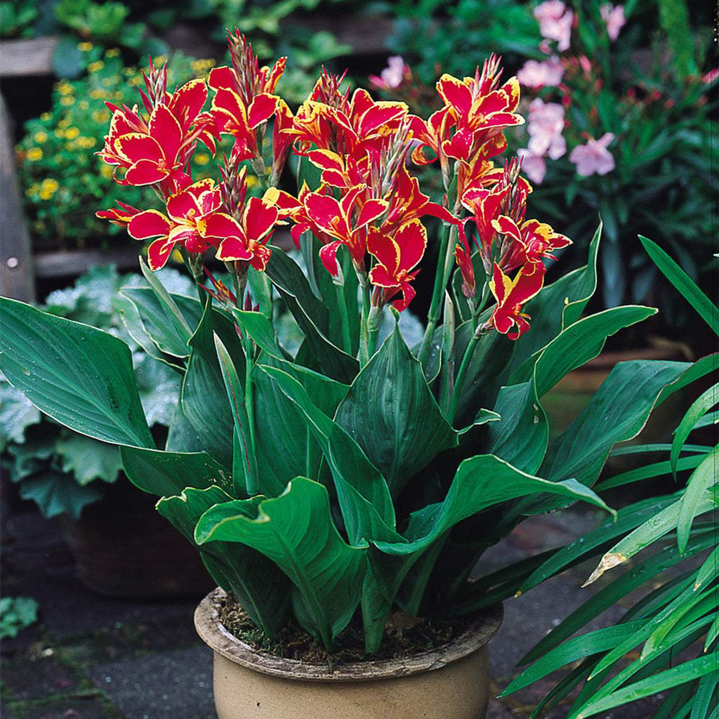 Canna_Lucifer_0002197__01416_a13934f8-6b97-488c-8342-53219e153145 - Fitza Florilor