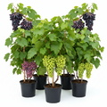 Capturadeecran2026-04-01195749 - Fitza Florilor