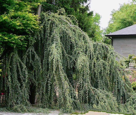 Cedru Argintiu Curgator ''Cedrus Atlantica Glauca Pendula'' 250-300 cm, la Ghiveci de 70L, 1 Bucata