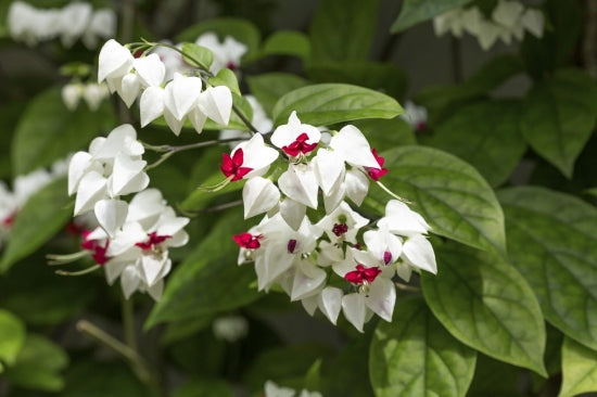 Bulbi de Dicentra "Cerceii Doamnei", Alb