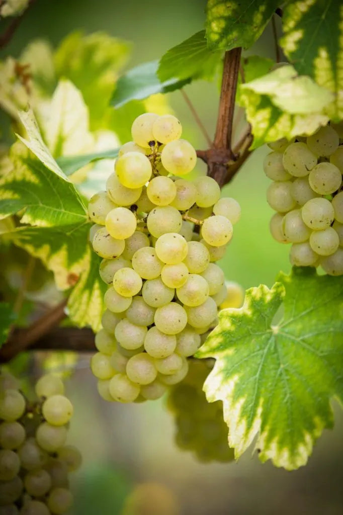 Butaș Viță de Vie "Neuburger", 1 Bucată