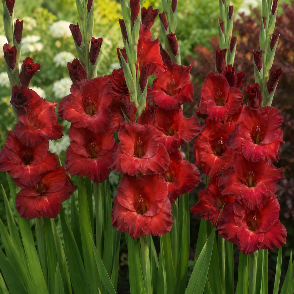 Bulbi Gladiole Chocolate, soi cu inflorire abundenta si flori mari in nuante elegante de ciocolatiu si roz inchis, ideal pentru amenajarea gradinilor si aranjamente florale rafinate