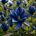 Magnolia  "Caelestia Blue" - Ghiveci