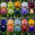 Pachet Iris Germanica Harmony-20 bucăți