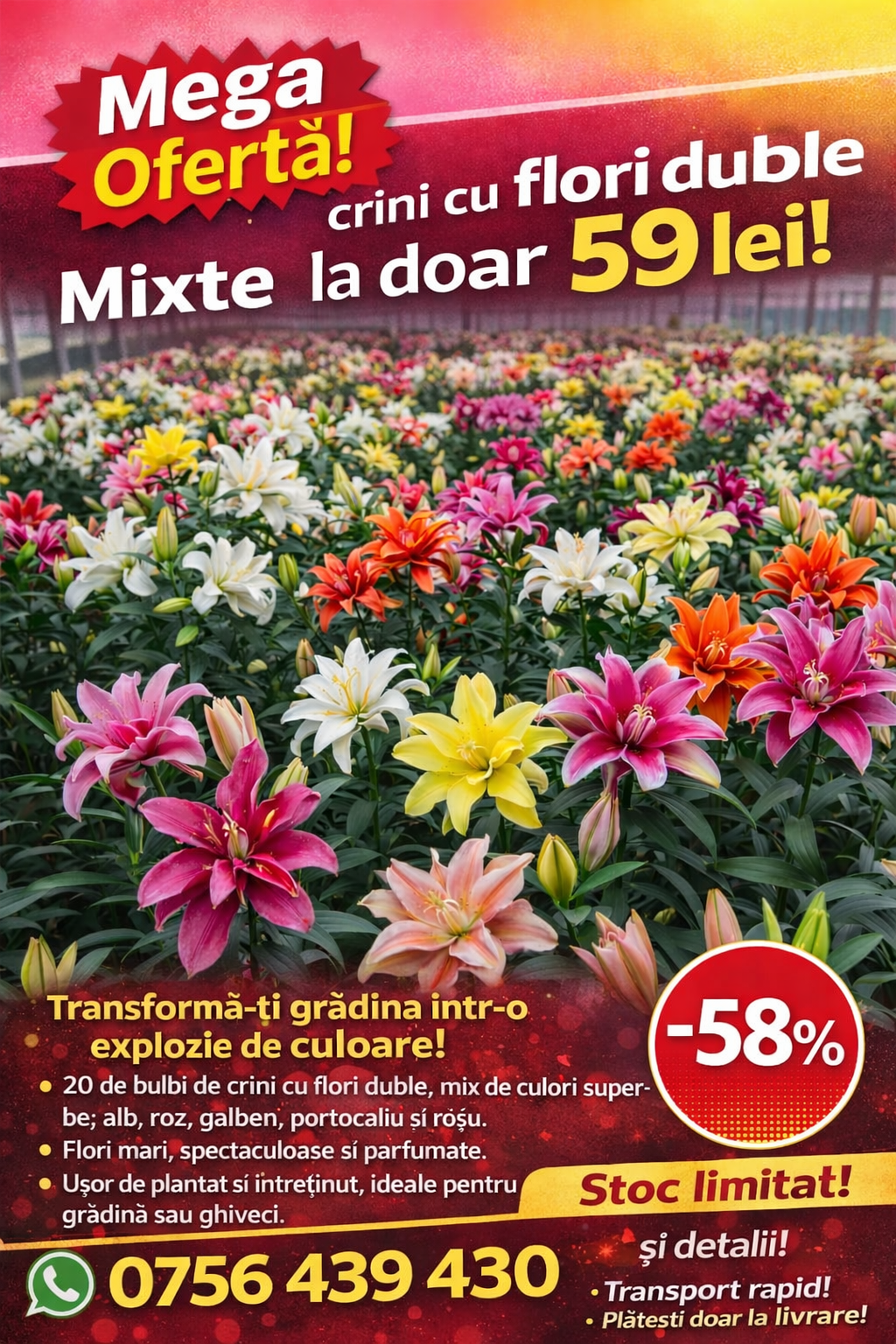 Crini cu Flori Duble Mixte – Pachet Promoțional 20 de buc la 59 Lei