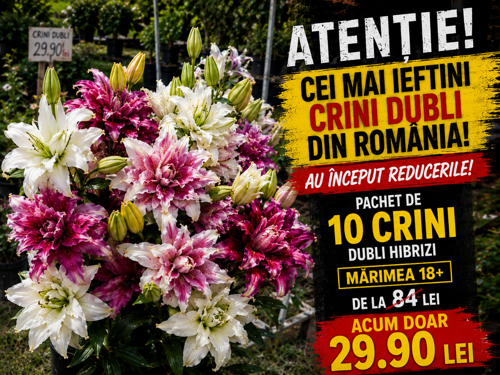 pachet crini imperiali hibrid 10 buc 29.90 lei