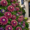 Clematis - Dalaila