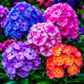 Pachet Phlox - Flori Perene 10 Buc