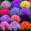 Pachet Phlox - Flori Perene 20 Buc