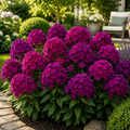 Phlox Velvet Petals- 2 bucati